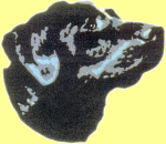 Brampton Dog - Bed and Breakfast