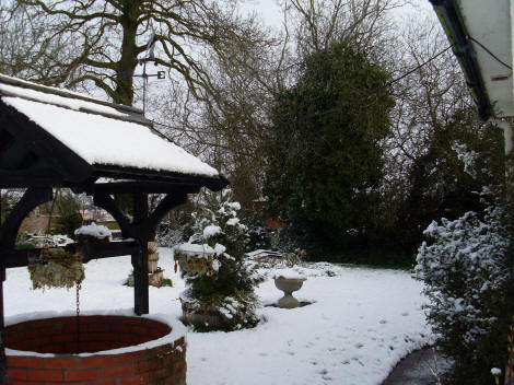 Winter at Brampton Dog